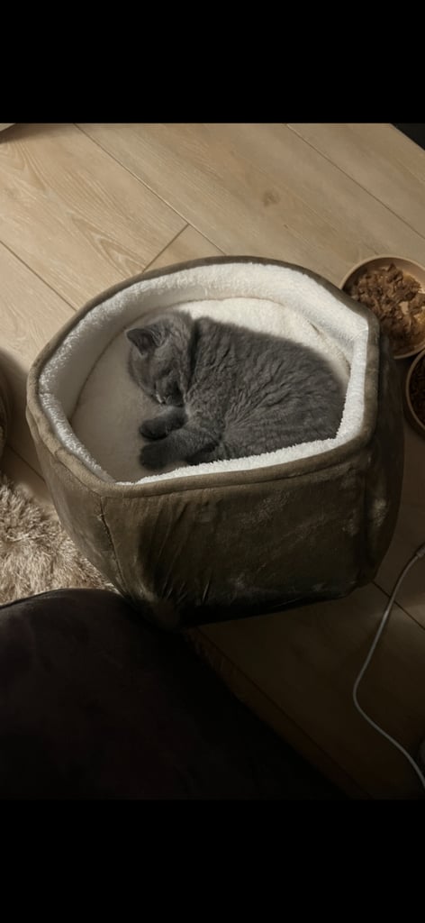 British shorthair 