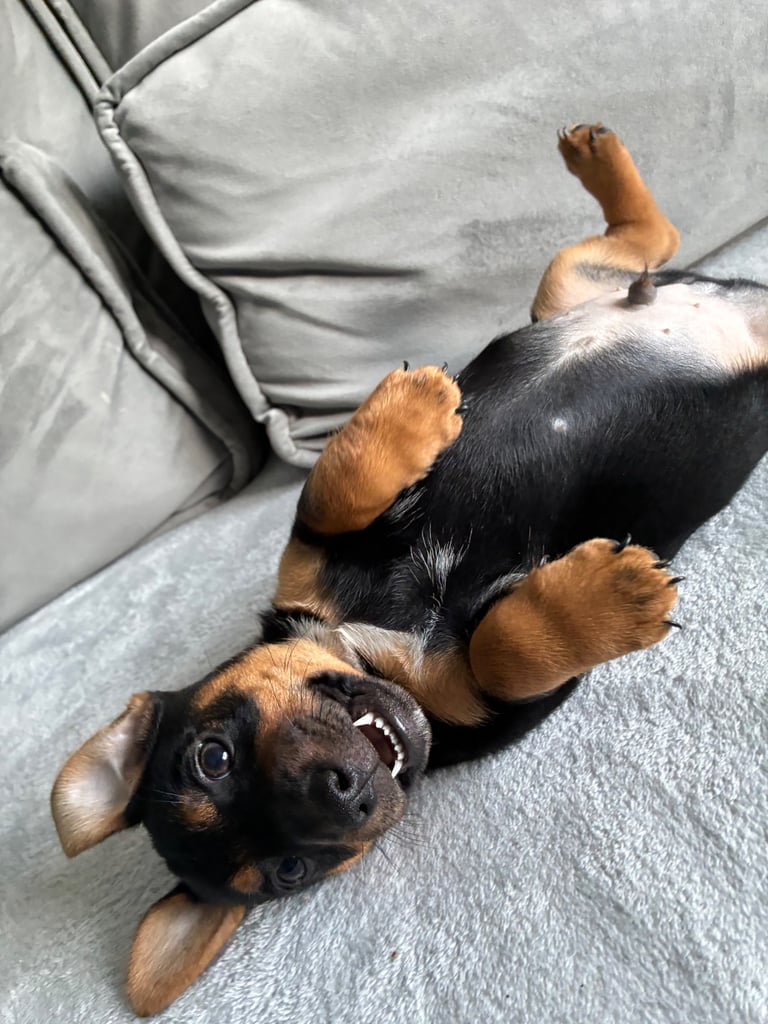 smooth haired miniature jack russell puppies 