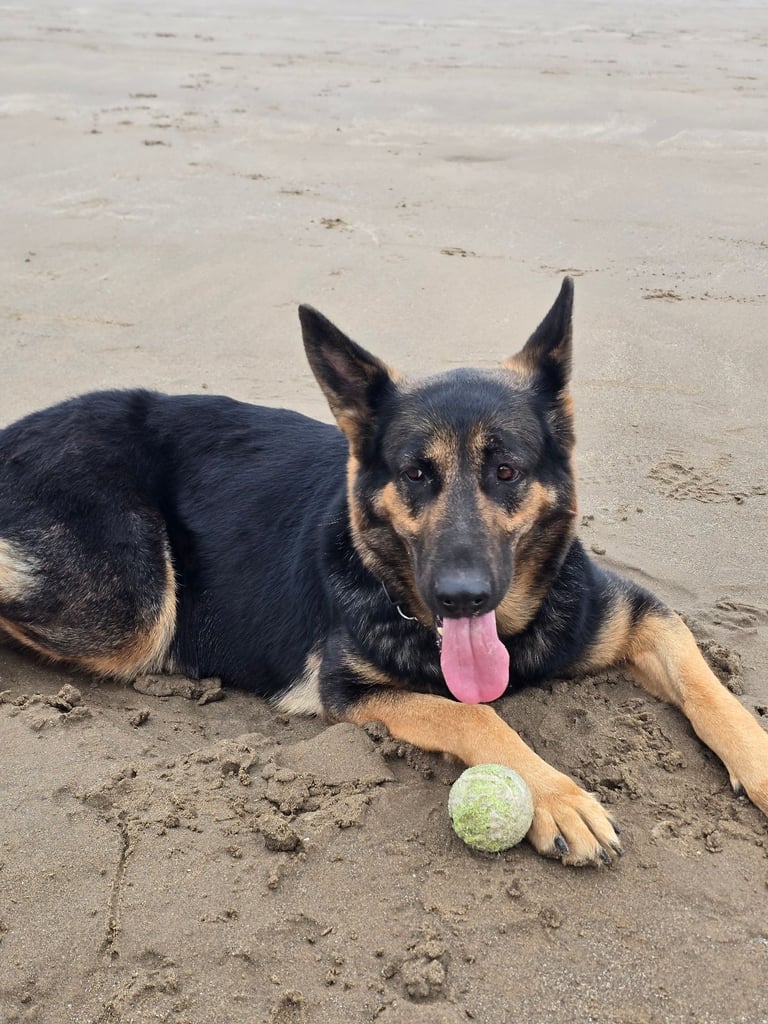 Pure breed German shepherd puppies for sale 