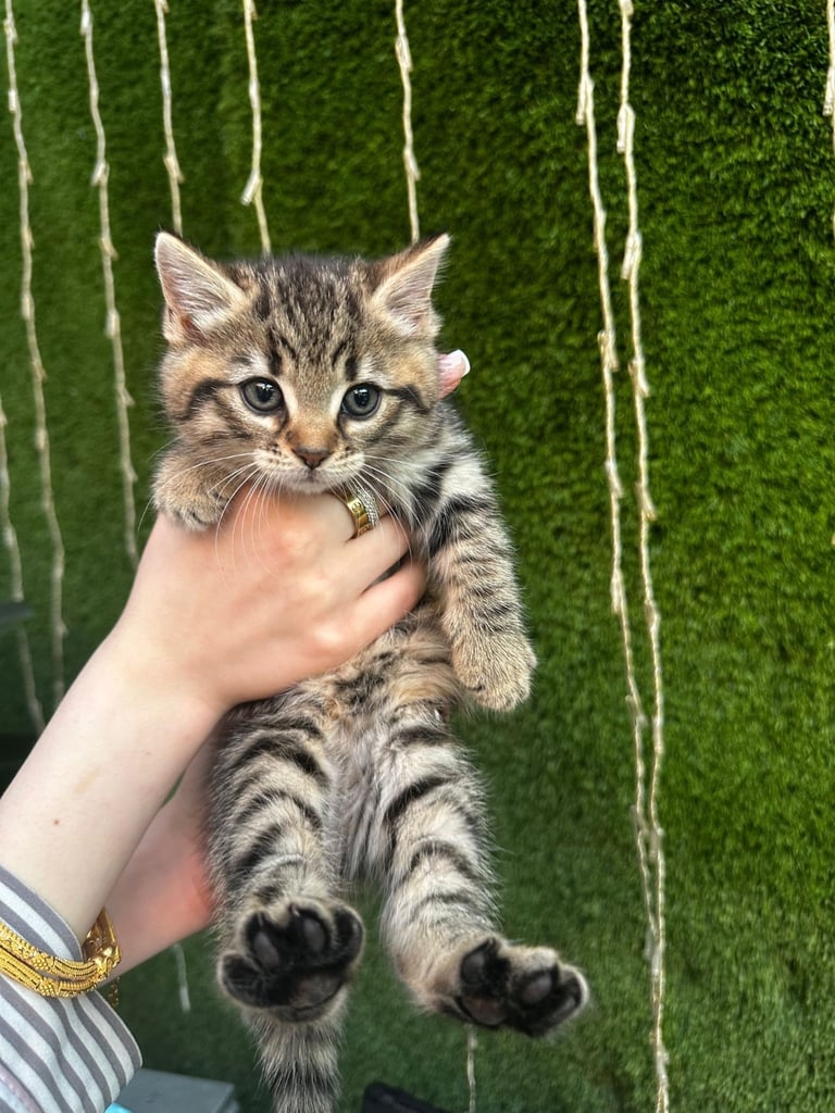 Kittens for sale 