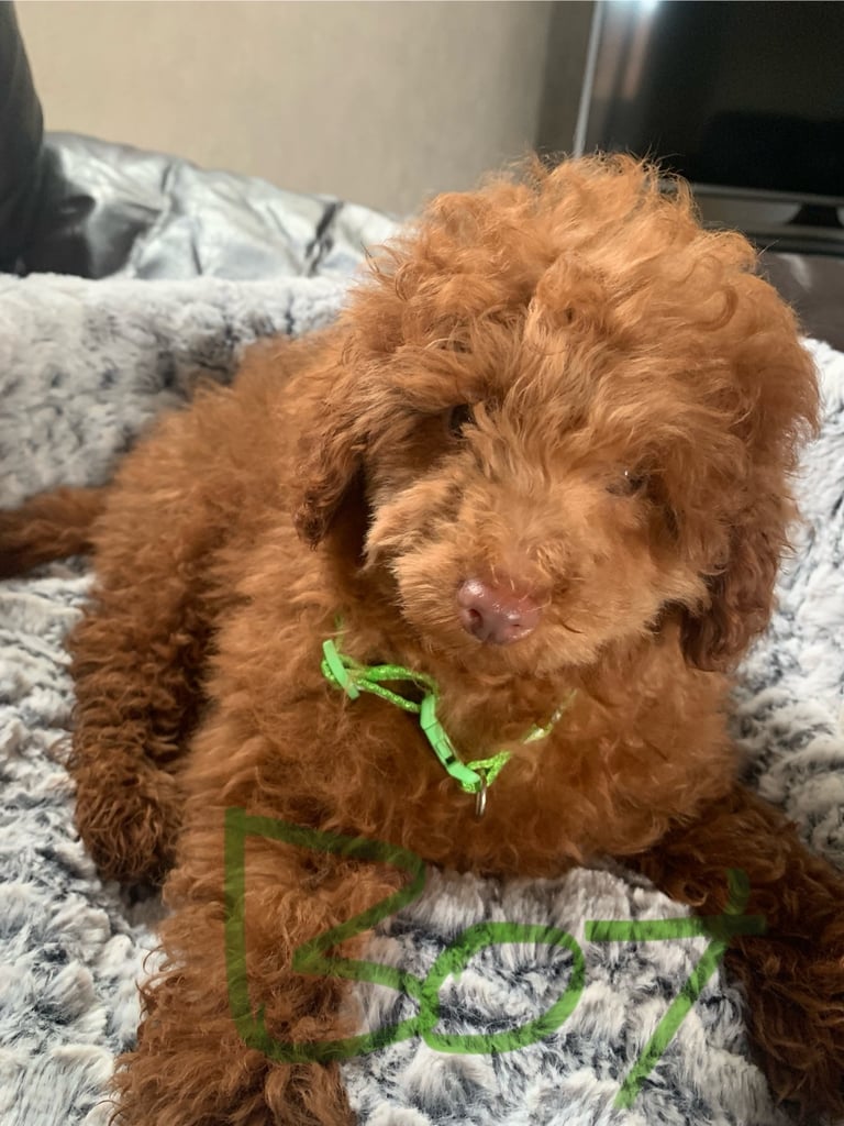 Miniature poodle puppies 