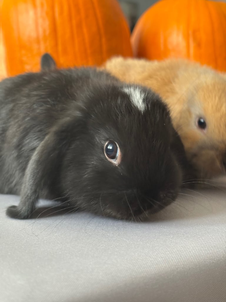 Pure mini lops