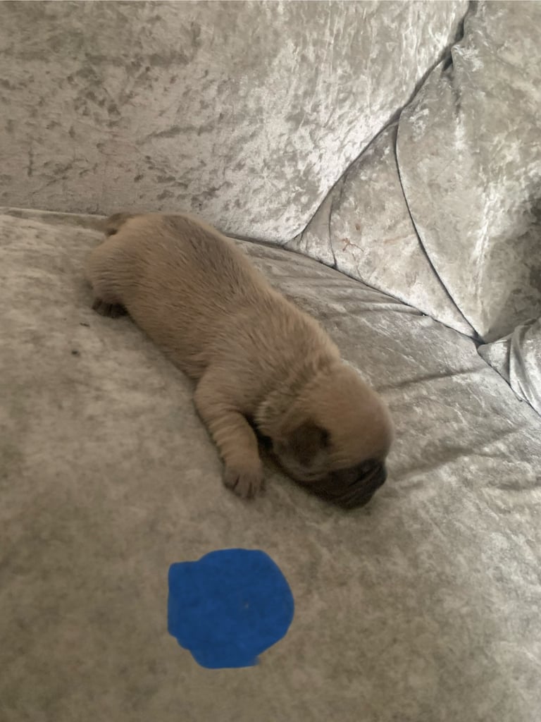 Beautiful frug puppies for sale