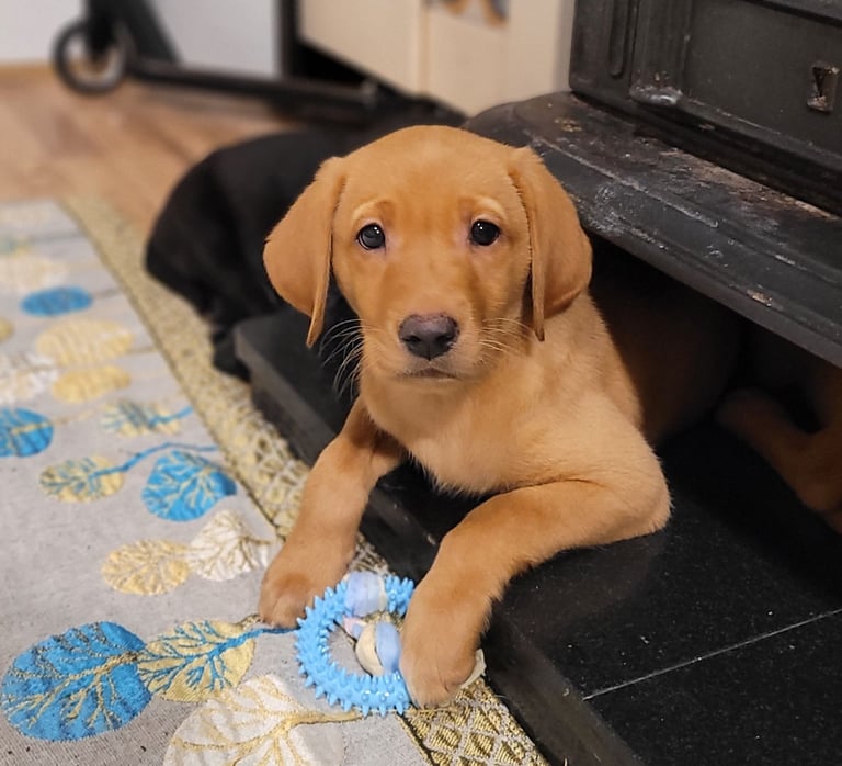 image for Labrador puppies black and fox red yellow