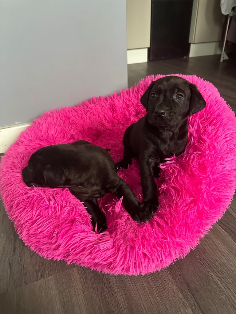 image for Chunky retriever cross pups