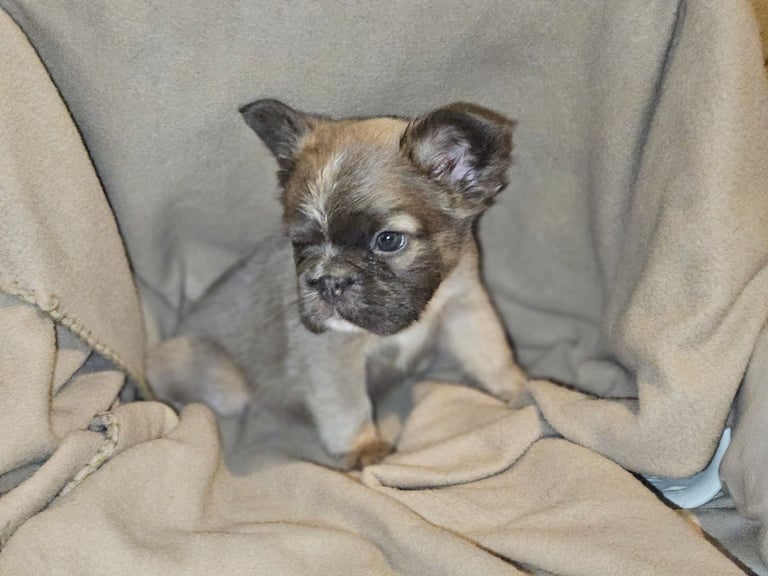Fluffy frenchbulldog puppies Ready to leave now ❤️