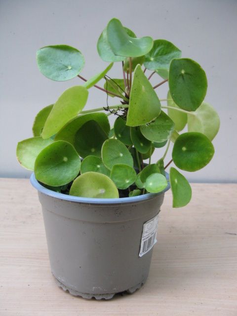 Pilea or Chinese Money Plant