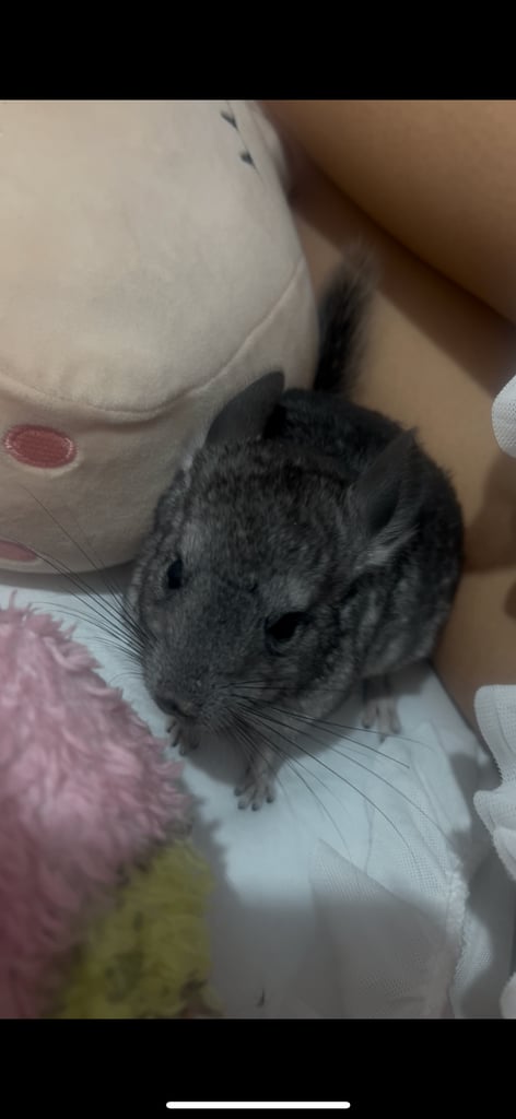 image for Baby chinchillas for sale 
