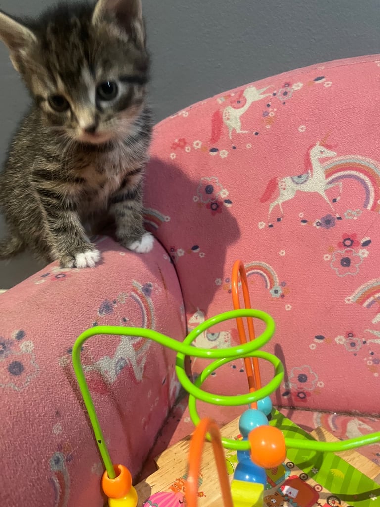 Lovley Kitten’s 