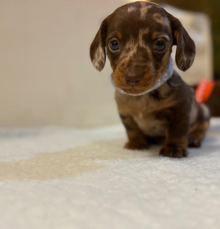 Miniature Dachshund Puppies 