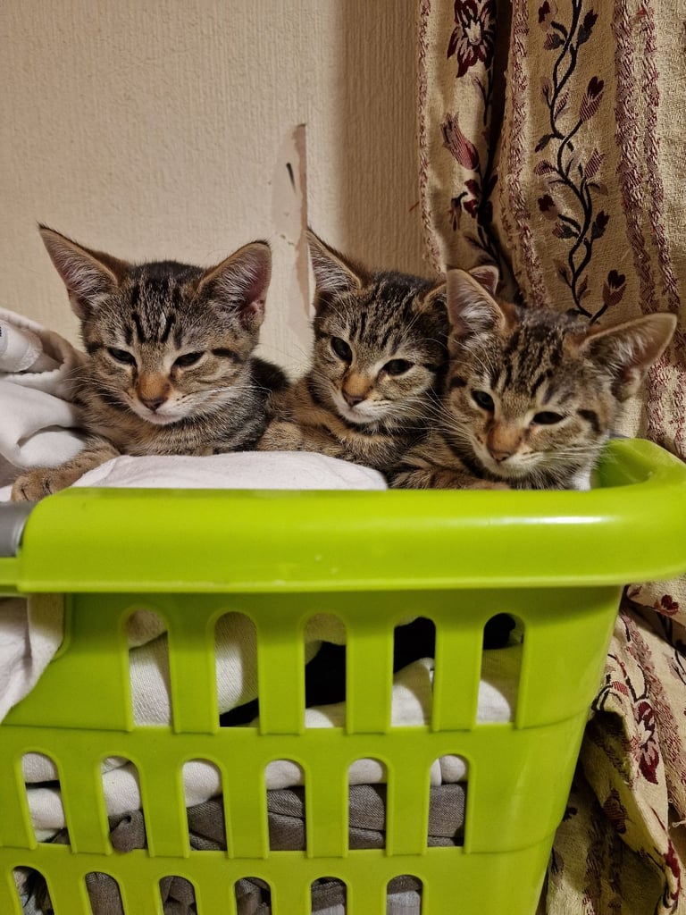 3 beautiful female kittens up for sale