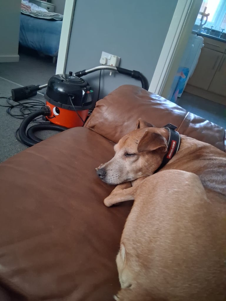 image for Beautiful male dog for sale 