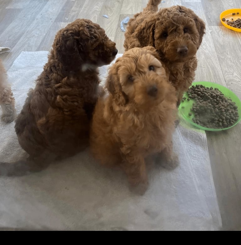 *Final two Cockapoo Puppies for Sale | Ready to take home now!