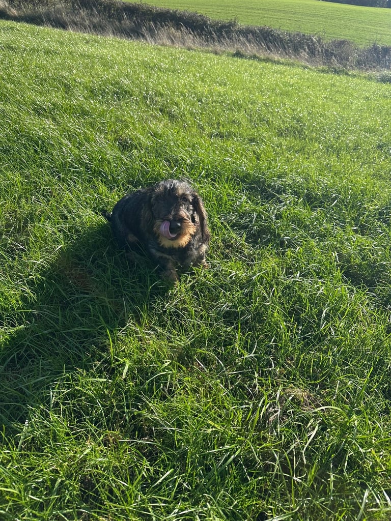 Wire haired daschunds