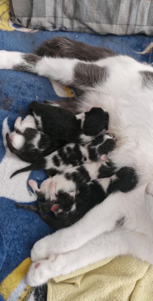 Domestic Short Hair kittens .
