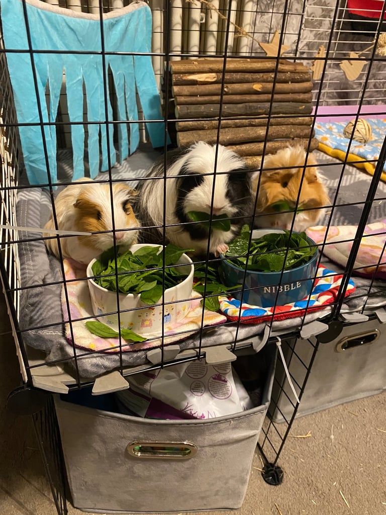 Guinea pigs 
