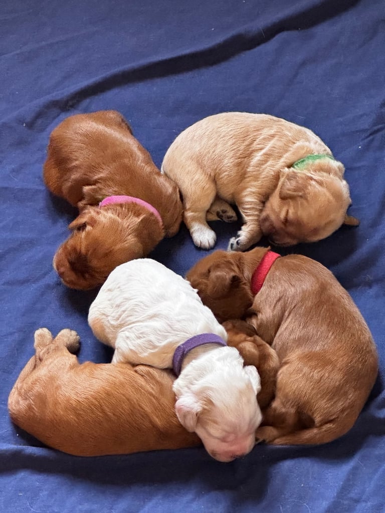 Adorable F1 Cockapoo Puppies Ready Soon! 🐶