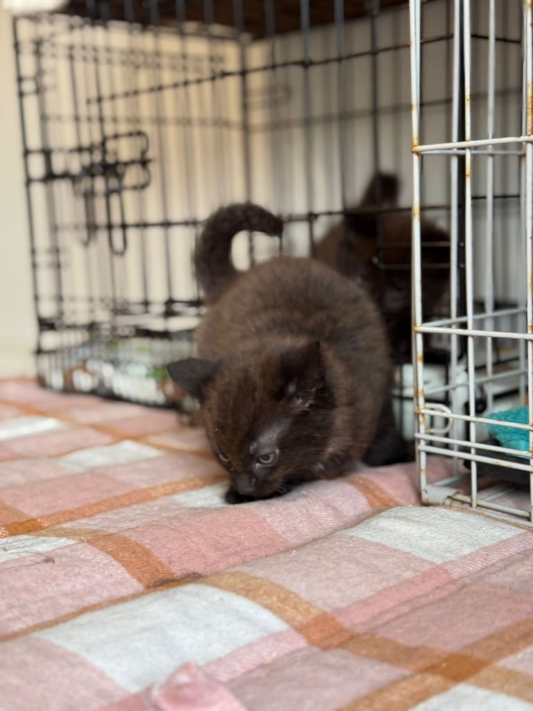 Male kittens (2 left)