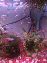 guppies (tropical)