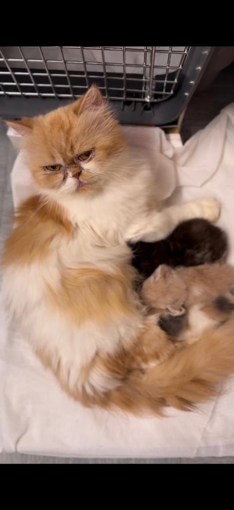 3 female adult cats and 1 male adult and 2 kittens