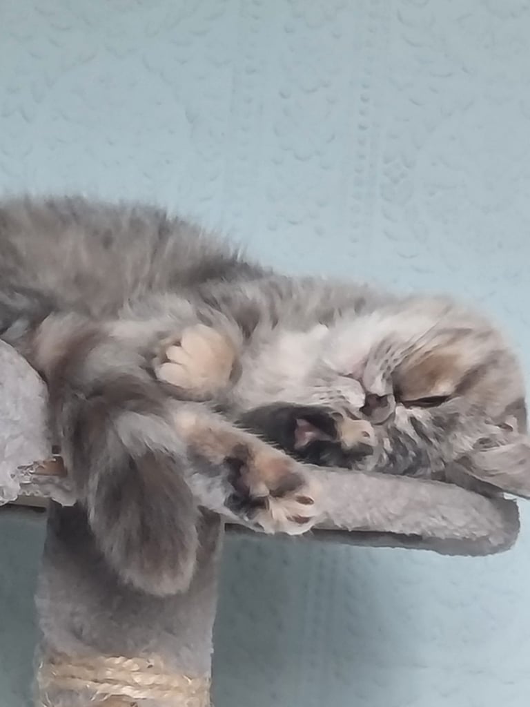 Exotic Persian kitten female lap cat