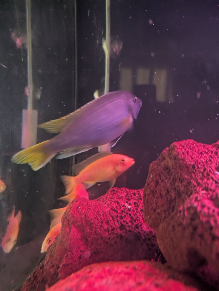 African fish - mbuna and peacock cichlids 