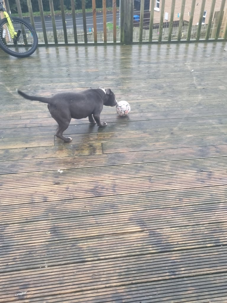 Staffordshire bull terrier kc 