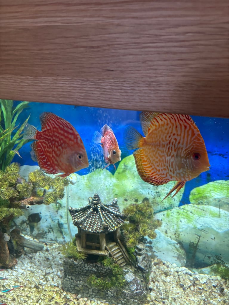 Oak Fish Tank with wine rack 