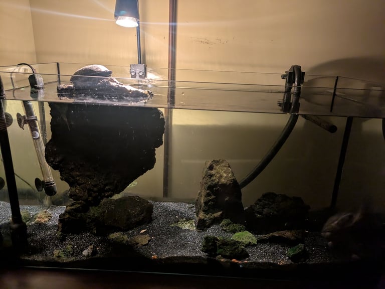 Musk turtles + complete equipment 