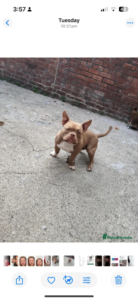 image for Male pocket bully