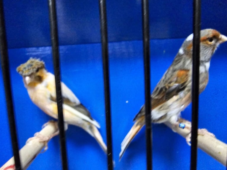 Colour canaries birds 