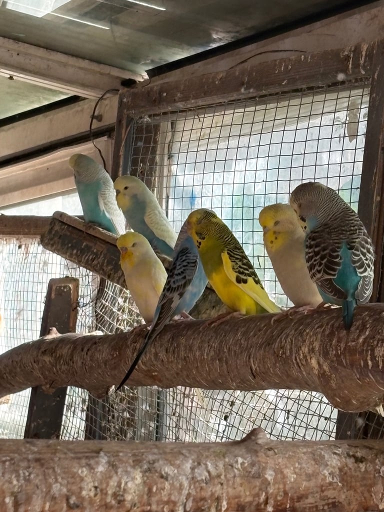 Baby Cockatiel and Budgies
