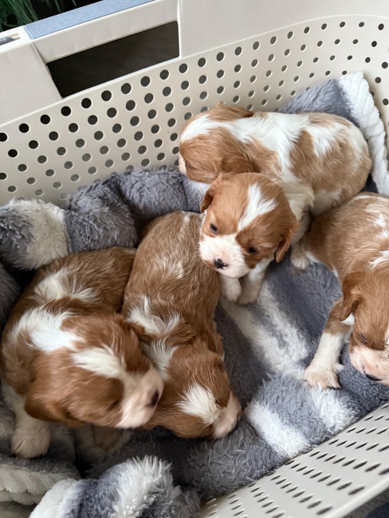 King Charles puppies only 3boy left 