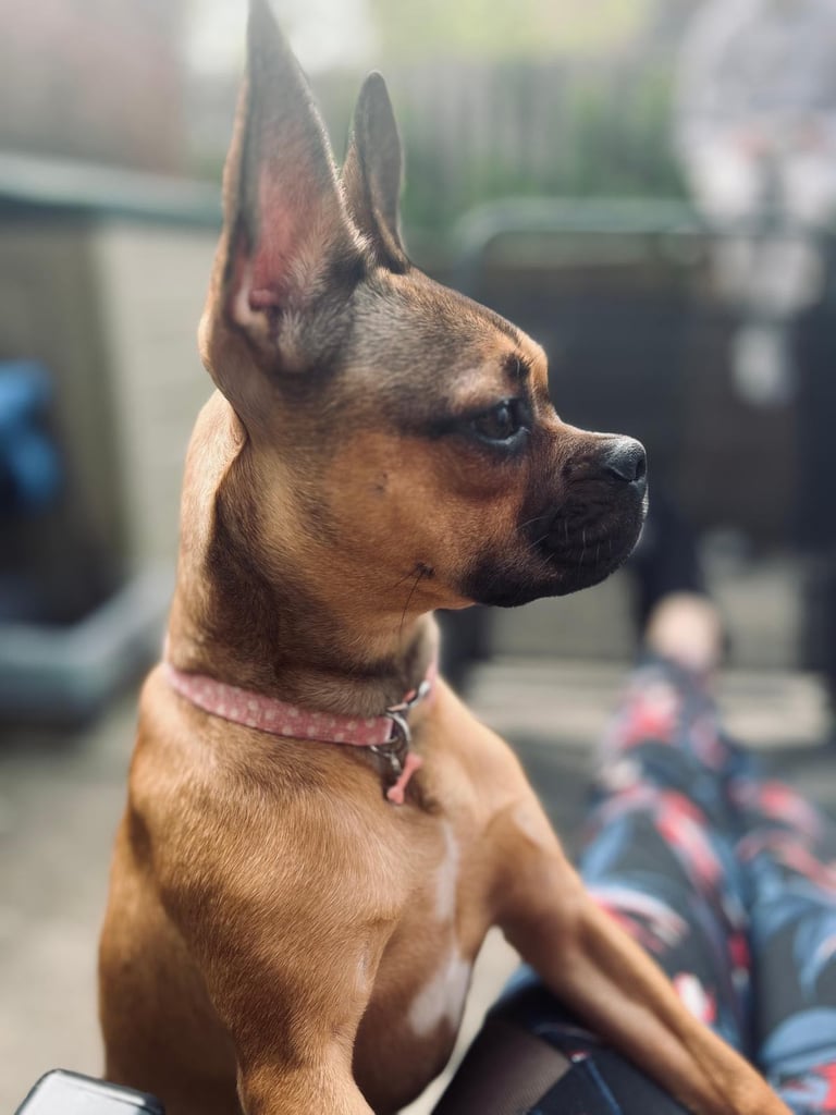 Frenchie X dashound 2yrs old