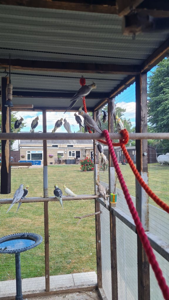 Baby cockatiels
