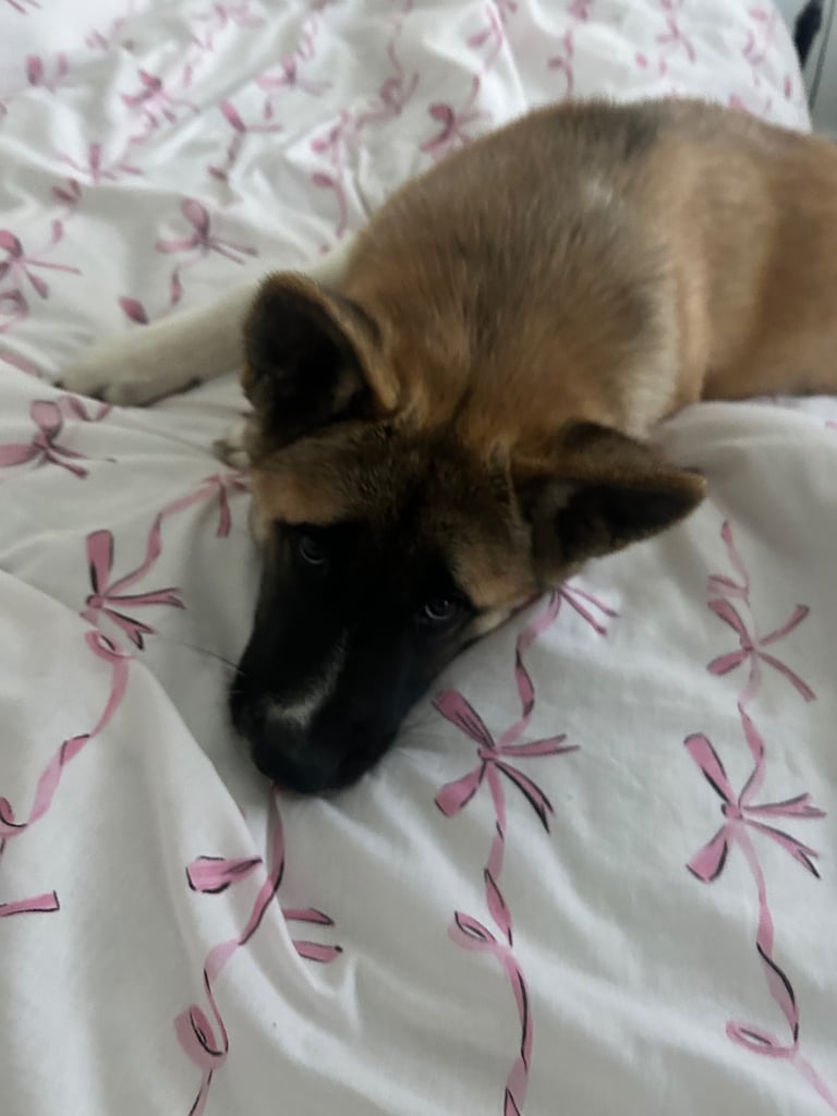 image for American Akita 