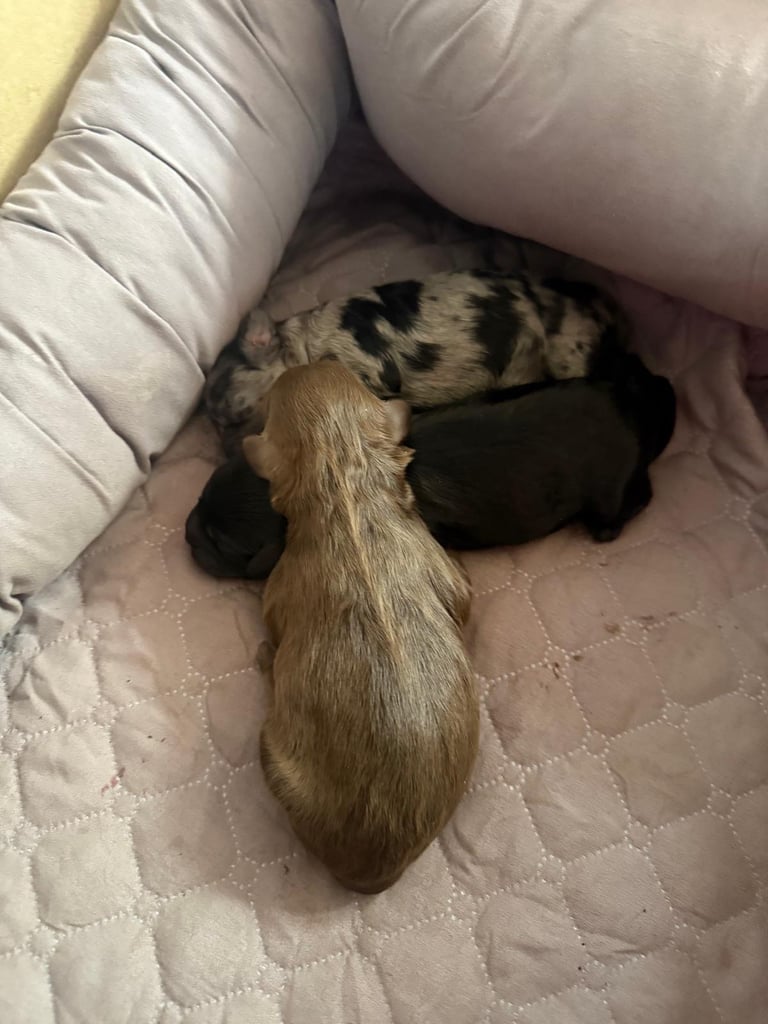 Ready Now only 2 stunning Shihpoo puppies Left!