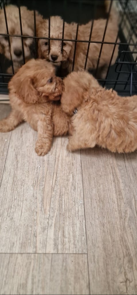 Cockapoo puppies F1
