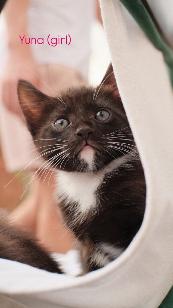 9-week old kittens