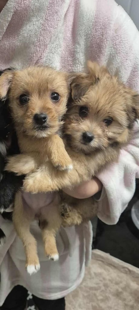 Jack russell/Pomeranian 