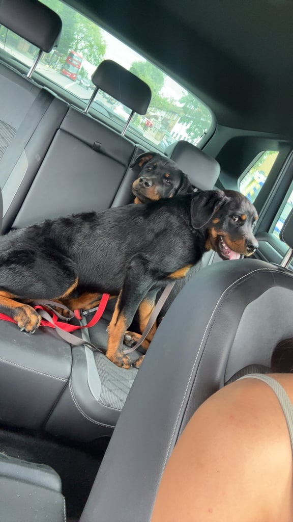 Rottweiler puppy’s 