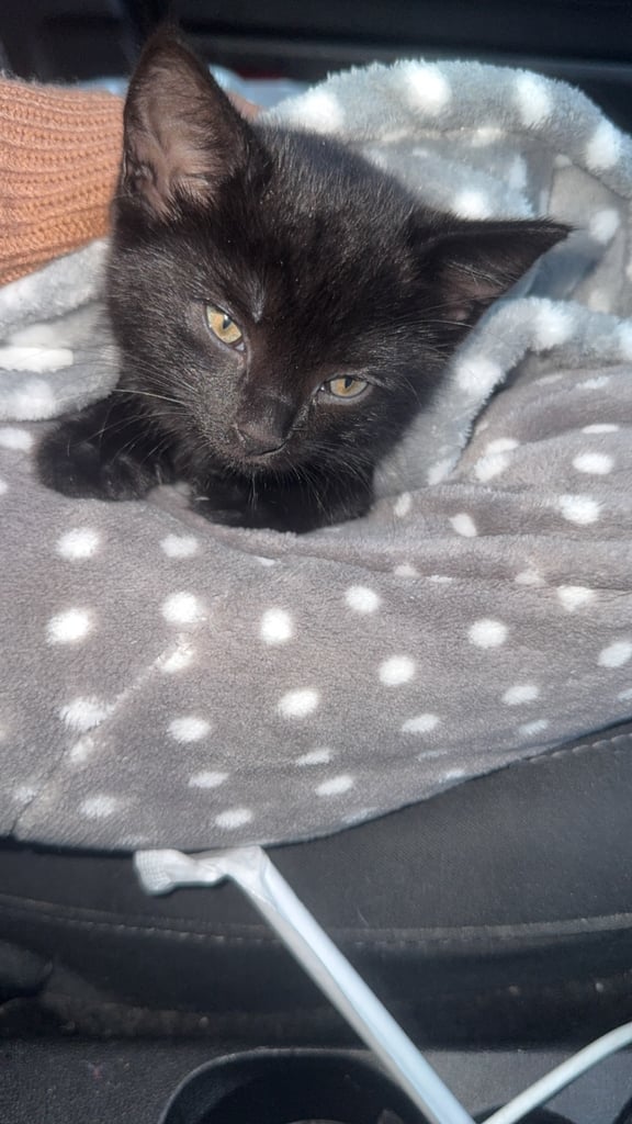 image for Kitten for sale