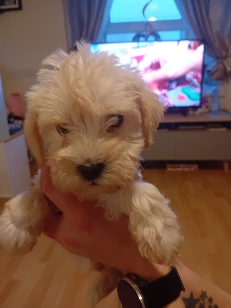 image for Schnockerpoo puppies