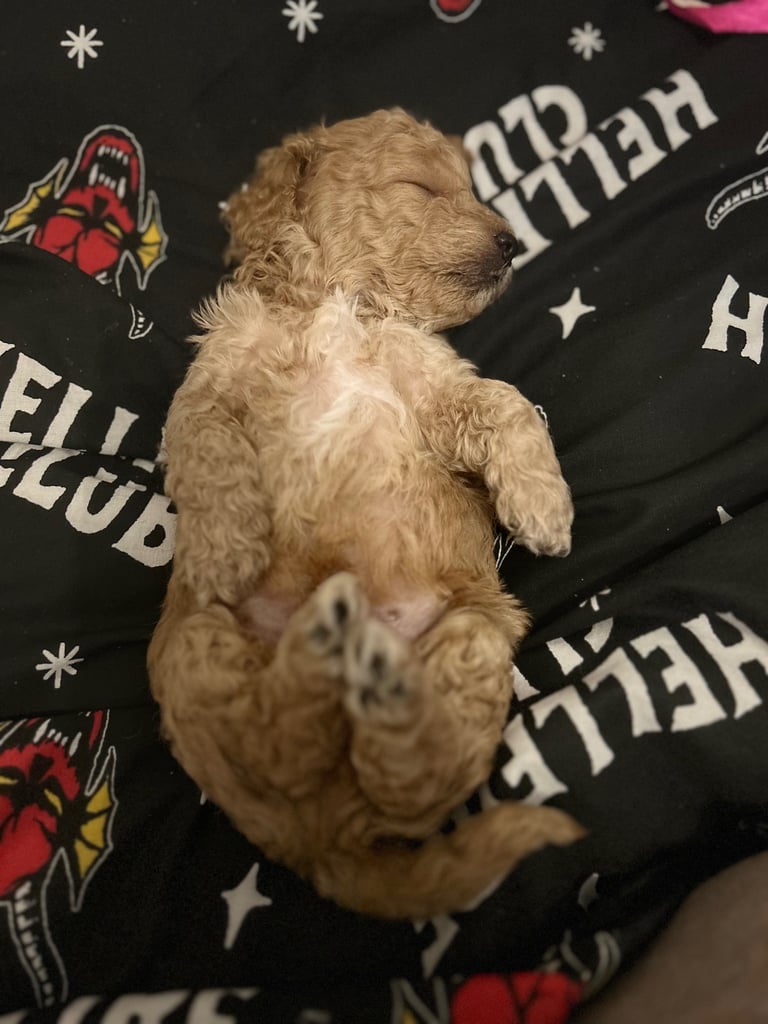 Miniature Cockapoo