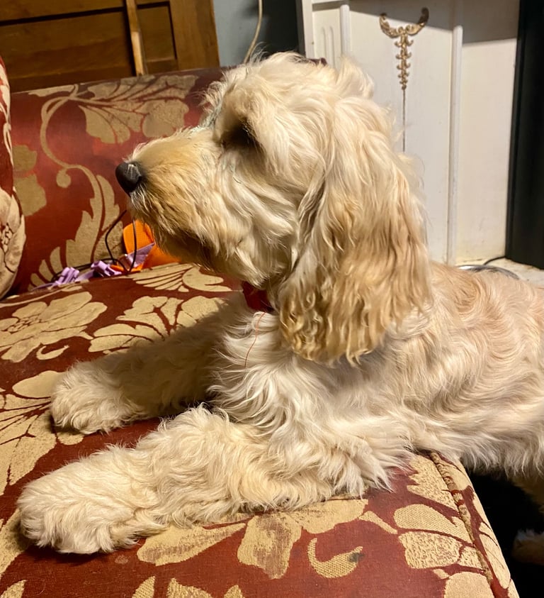  Beautiful Cocker doodle female puppy