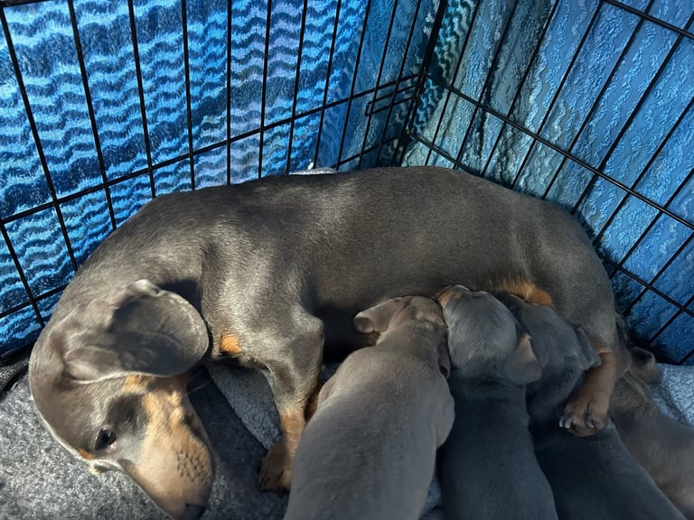 Beautiful Miniature Dachshund Puppies