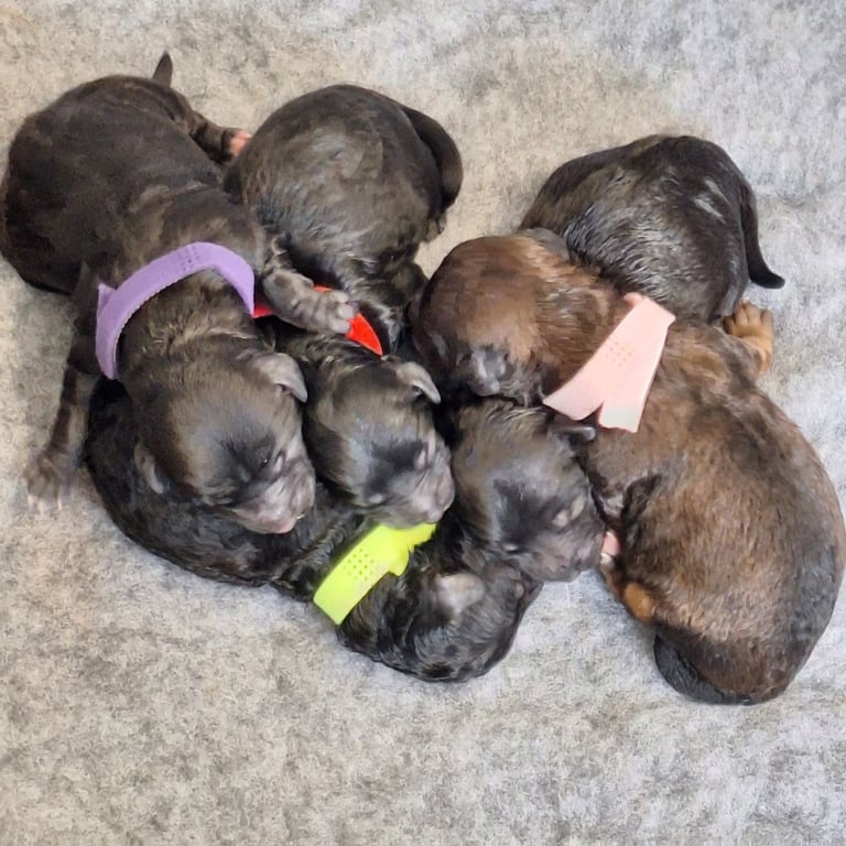 CAVAPOCHO  PUPPIES 8 WEEKS READY NOW