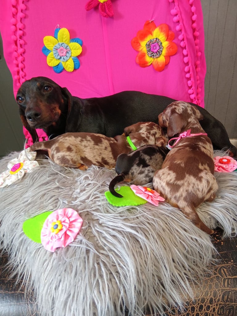 3 miniature duschund 🐶 puppies 