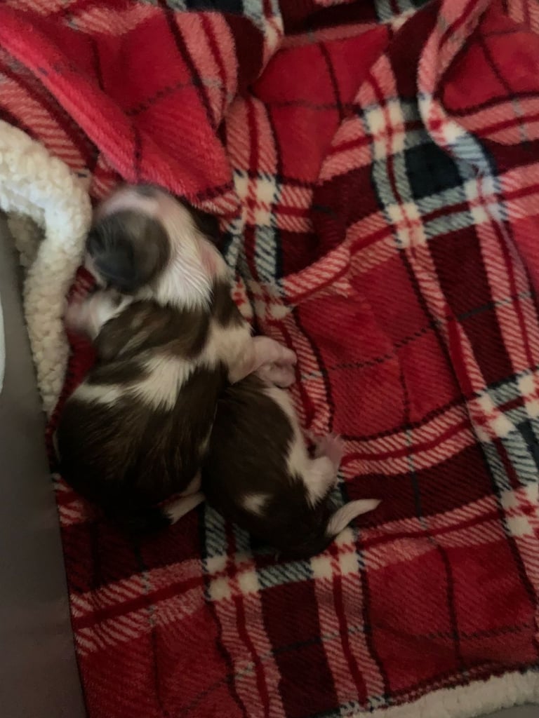 Shitzu puppies all sold now