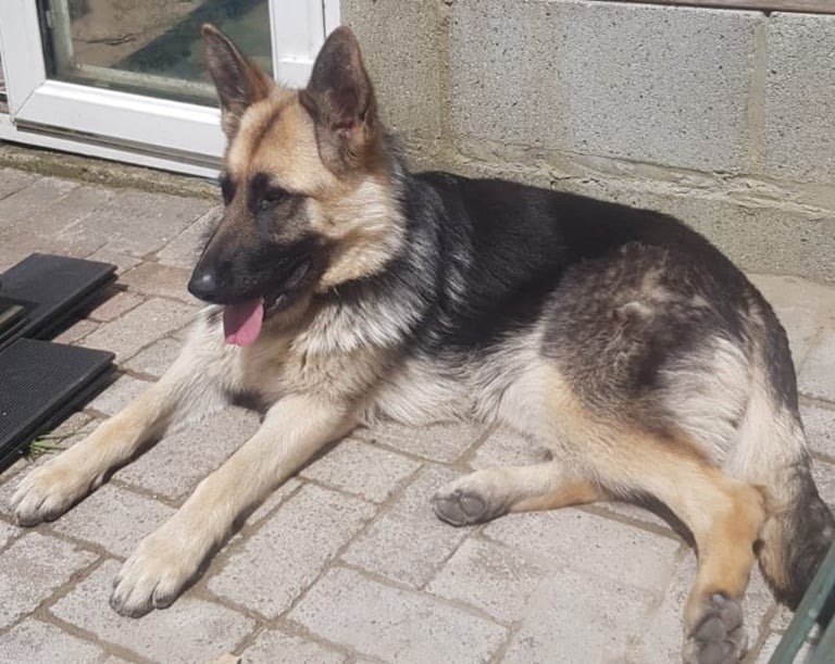 German Shepherd Female